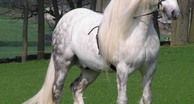 percheron-horse