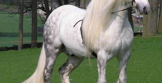 percheron-horse