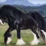 Gypsy-Horse