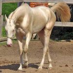 Akhal-Teke Horse