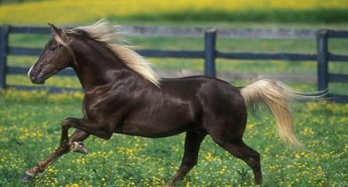rocky-mountain-horses