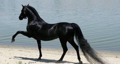 Arabic pure blood Horse