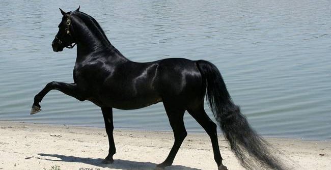 Arabic pure blood Horse