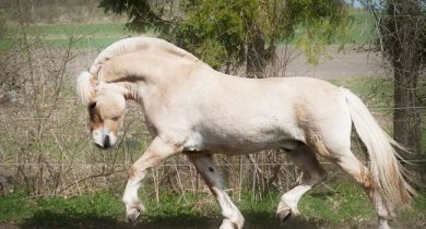 Norwegian Fjord Horse