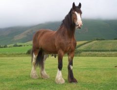 shire-horse