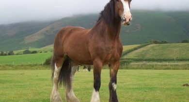 shire-horse