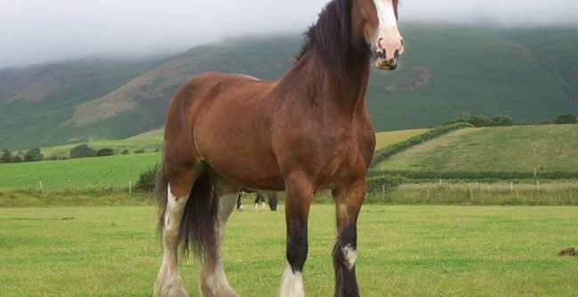 shire-horse