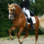Haflinger Horses or Avelignese