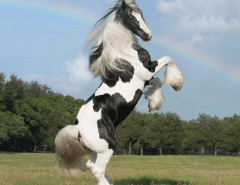 Gypsy Horse