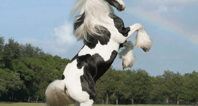 Gypsy Horse