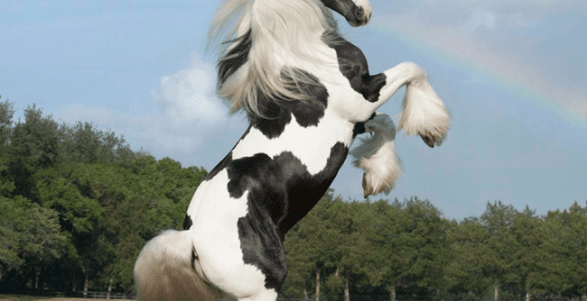 Gypsy Horse