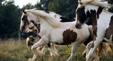 Pinto horse
