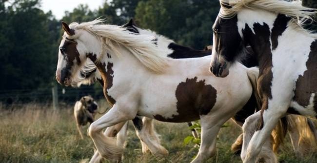 Pinto horse