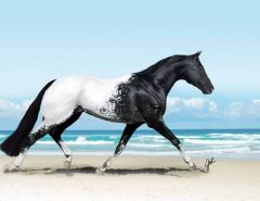 Appaloosa Horse