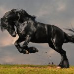 Friesian Horse
