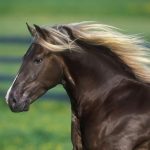 the-rocky-mountain-horse