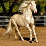 Akhal-Teke Horse