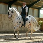 Knabstrupper Horse