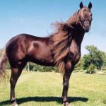 Percheron Horse