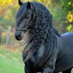 Friesian Horse