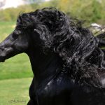 Friesian Horse