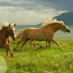 Haflinger Horses or Avelignese