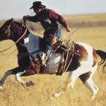 the-rocky-mountain-horse