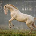 Akhal-Teke Horse