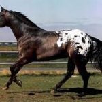 Appaloosa Horse
