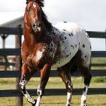 Appaloosa Horse
