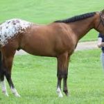 Appaloosa Horse