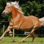 Haflinger Horses or Avelignese