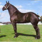 Percheron Horse