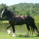 Shire Horse