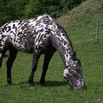 Knabstrupper Horse