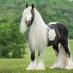 Gypsy-Horse