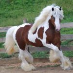 Gypsy-Horse