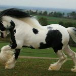 Gypsy-Horse