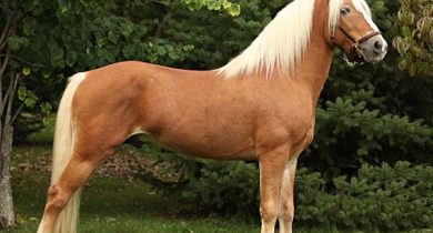 Haflinger-horse