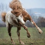 Knabstrupper Horse