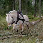 Norwegian Fjord Horse