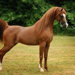 Arabic pure blood Horse