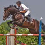 Trakehner Horse