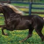 the-rocky-mountain-horse