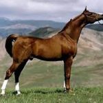 Arabic pure blood Horse