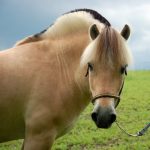 Norwegian Fjord Horse