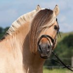 Norwegian Fjord Horse