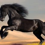 Friesian Horse