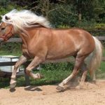 Haflinger Horses or Avelignese