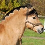 Norwegian Fjord Horse